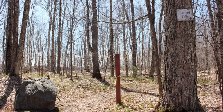 A stand of trees