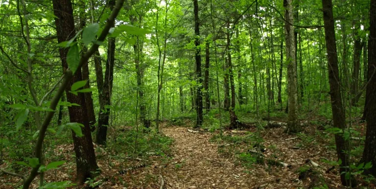 Easy to follow the trail to the pond.