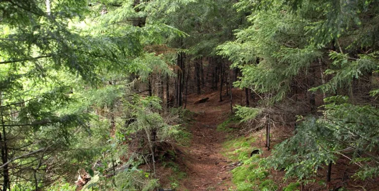 Different forest densities create an interesting hike.