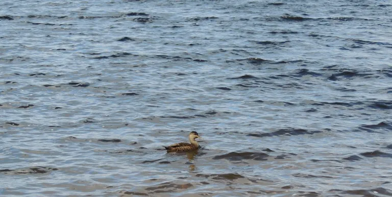A duck in the water