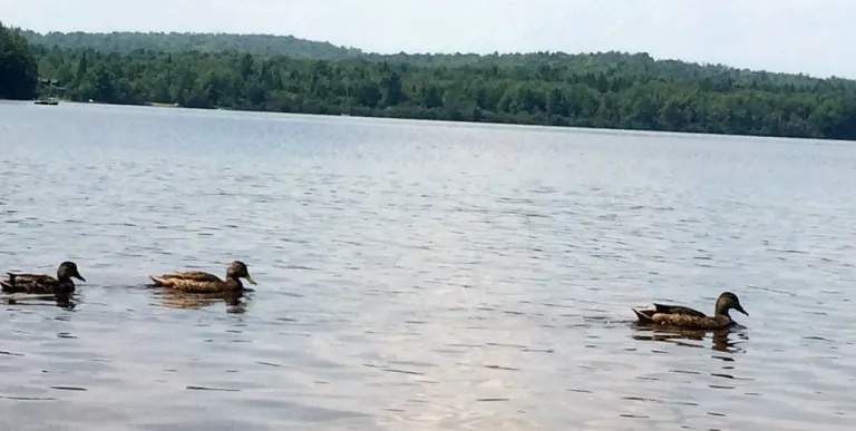 A group of ducks in the water