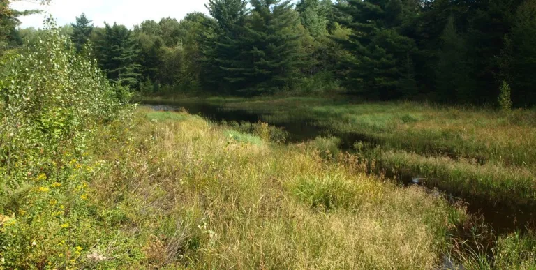 A narrow body of water between tall trees