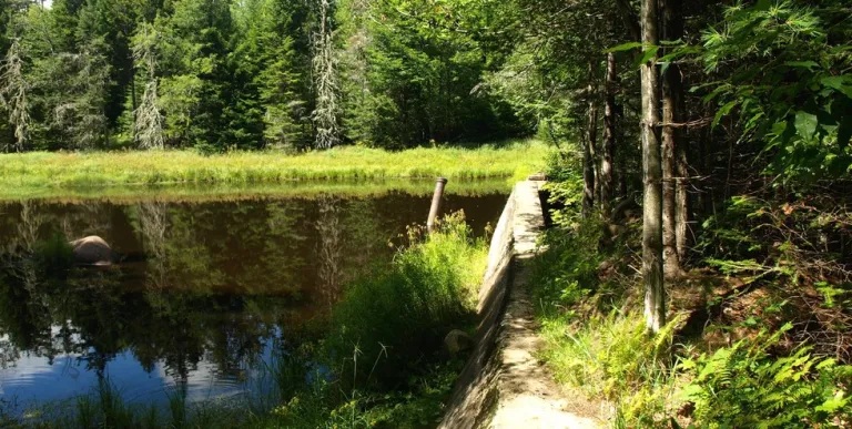 A forested pond in bright summer light