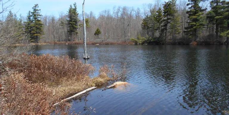 A small pond in early spring