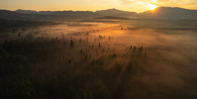 A spruce meadow covered in fog