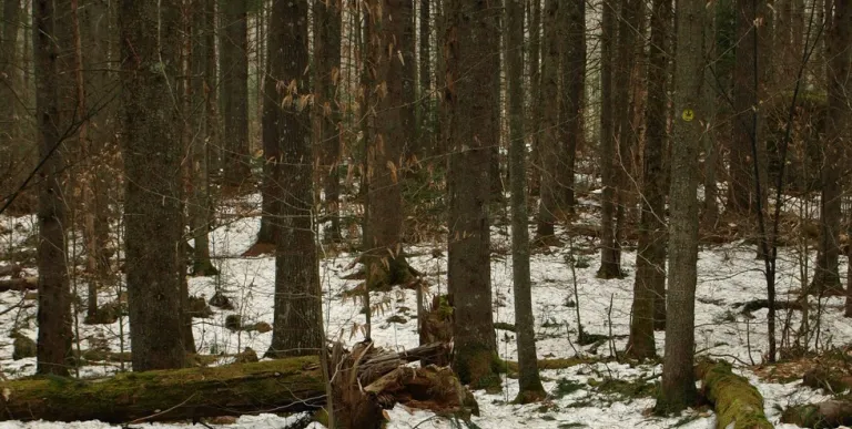 Fernow Trail in winter is a fine beginner ski or showshoe.